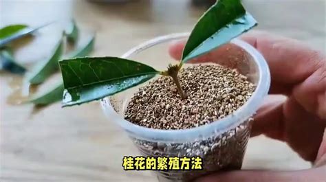 桂花繁殖方法|中医佳节养生食谱：桂花枸杞冻＋黄金罗汉果山楂饮 